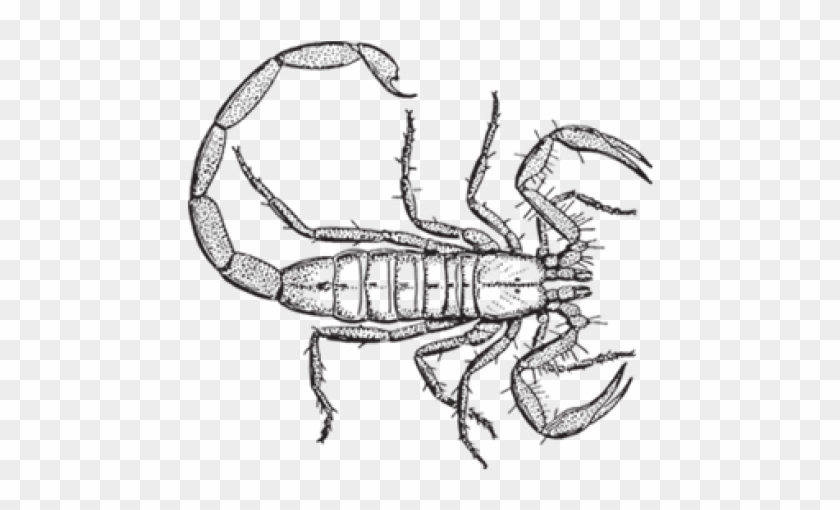 Drawn Scorpion Bark Scorpion - My Family And Other Animals Drawings Clipart