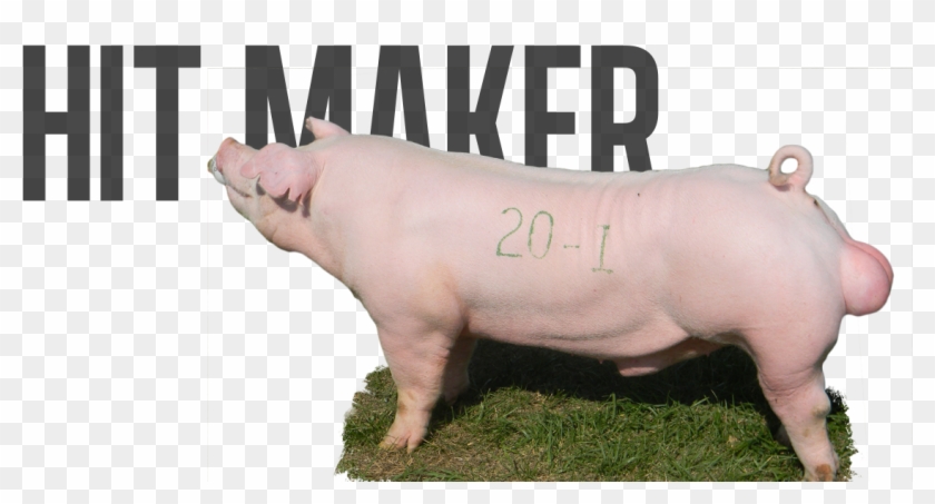 Direct Hit X Whammy - Domestic Pig Clipart #5044148