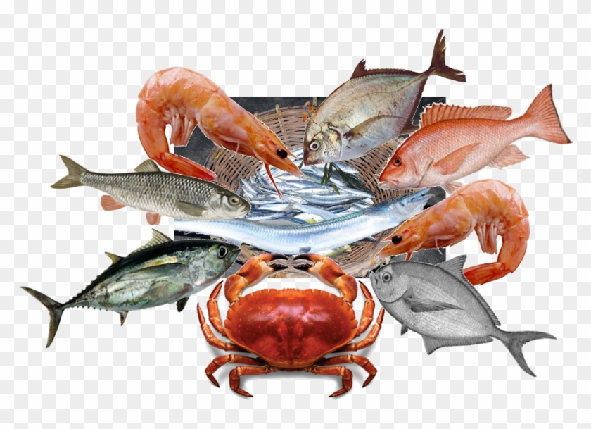Burunuworks - Chesapeake Blue Crab Clipart #5046808