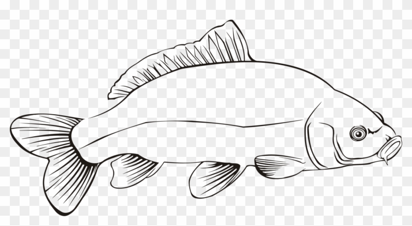 Freshwater Fish Carp Line Art Fresh Water Clipart #5046984