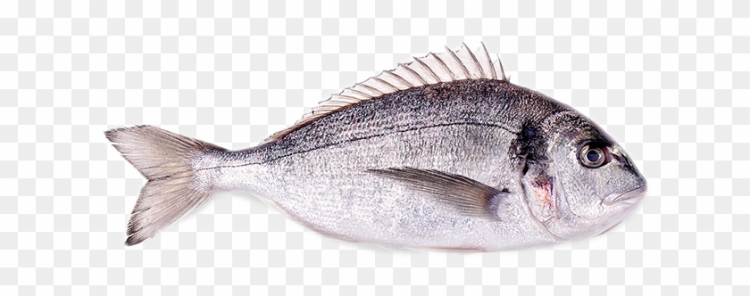 Sea Bream - Red Seabream Clipart #5047187