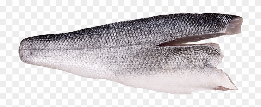 Sea Bass Fillet - Sardine Clipart