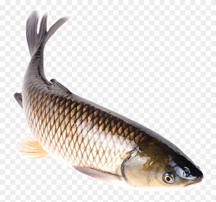 Get Quotations - 脆 鱼 Clipart #5047391