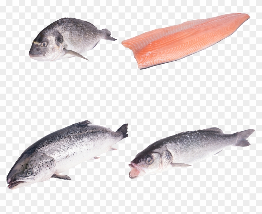 Farmed Fish - Touladi Clipart
