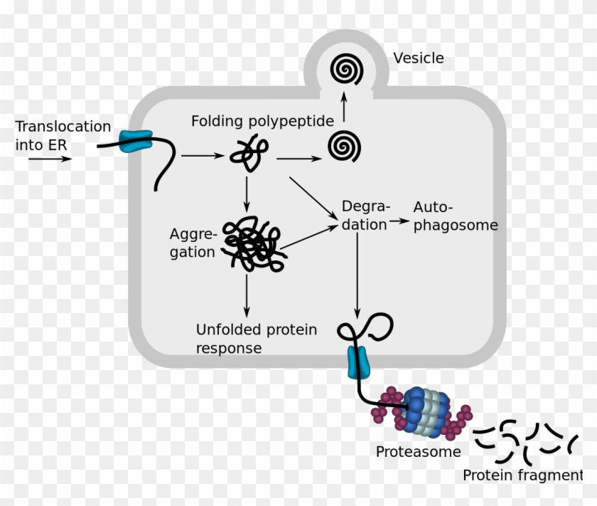 Endoplasmic Reticulum Associated Protein Degradation - Erad Protein Clipart #5048301
