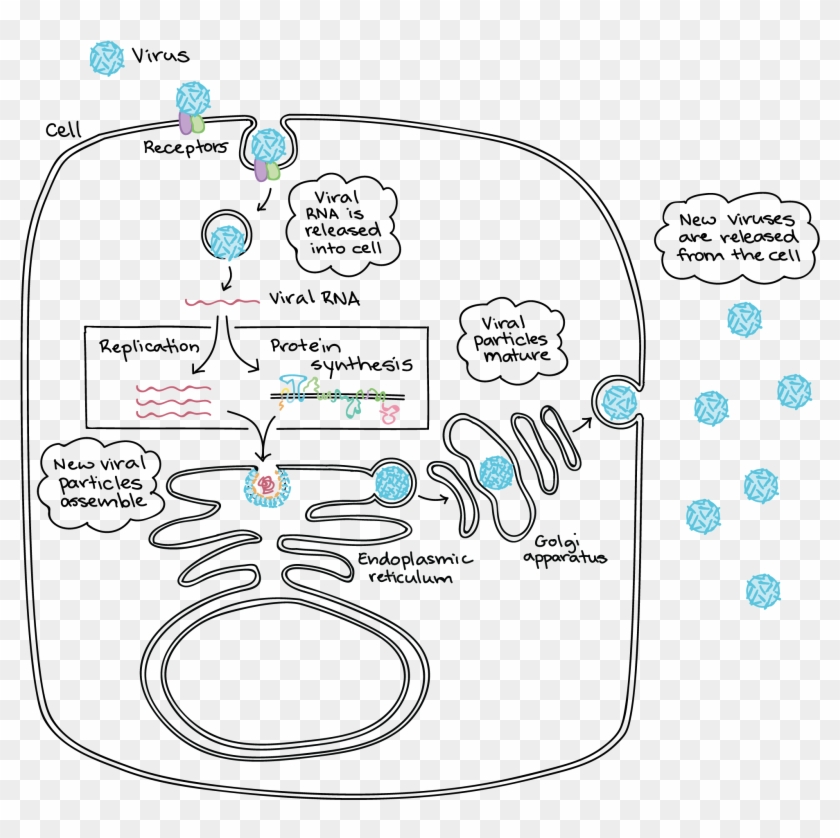 Diagram Based On "the Flavivirus Life Cycle," By Ted - Zika Virus Infecting Cell Clipart