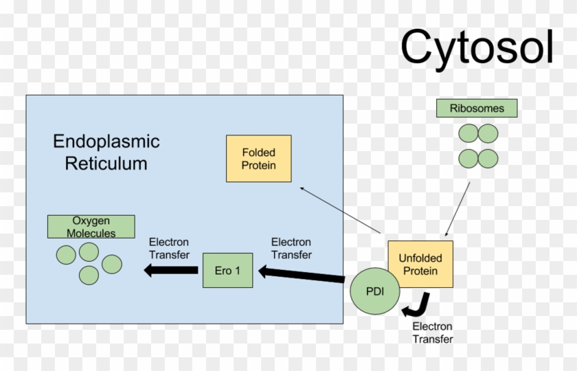 Pdi Folding Pathway - Ero Pdi Pathway Clipart