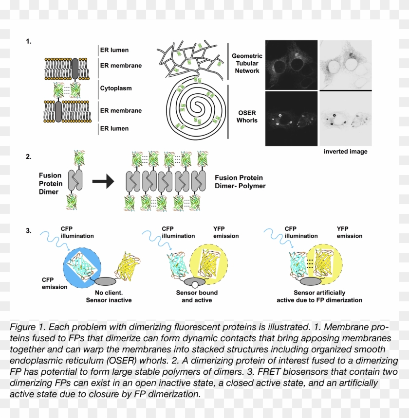 Problems That Can Be Caused By Gfp Dimerization - Circle Clipart