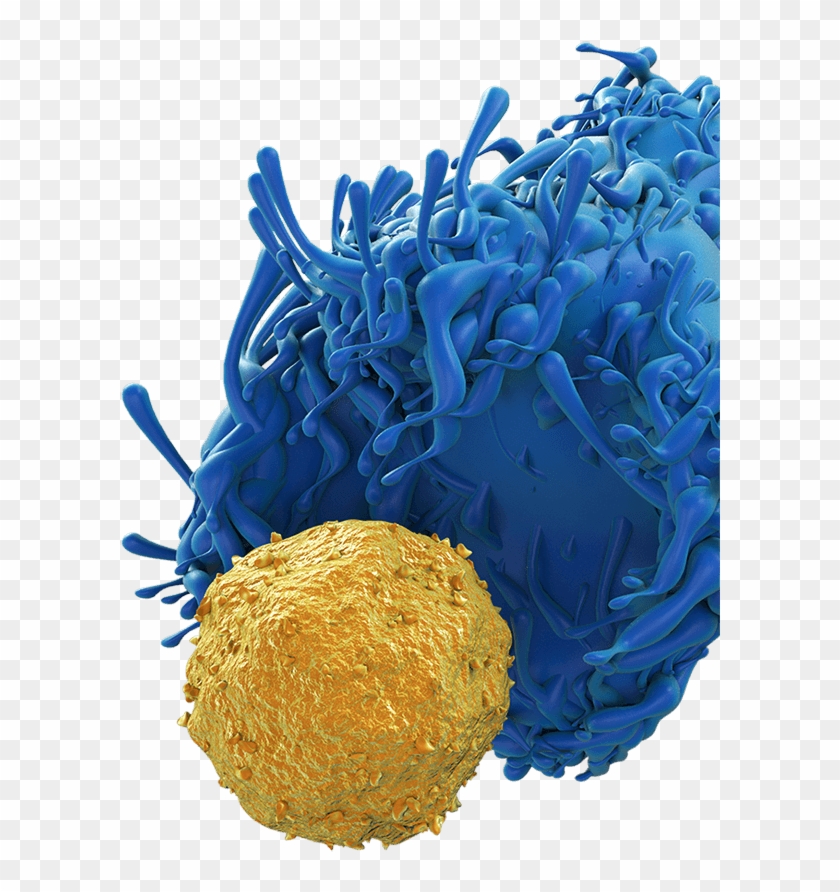 A Key Enzyme In The Er Stress Unfolded Protein Response - Baked Goods Clipart