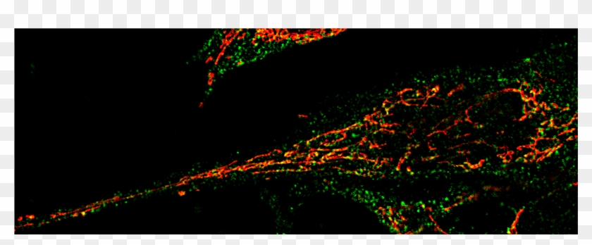 Molecular Cell Biology - Darkness Clipart #5050159