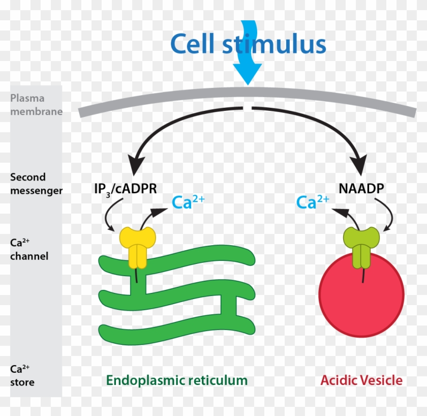 Naadp Overview - Graphic Design Clipart #5050195