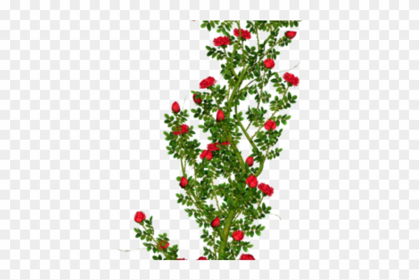 Rose Bush Clipart - Rose Tree Png Hd Transparent Png #5053471