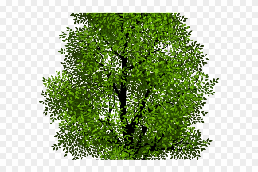 Shrub Bushes Clipart Skinny Tree - Trees With Clear Background - Png Download