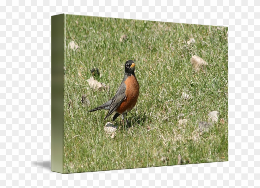 Image - Robin Clipart #5054806