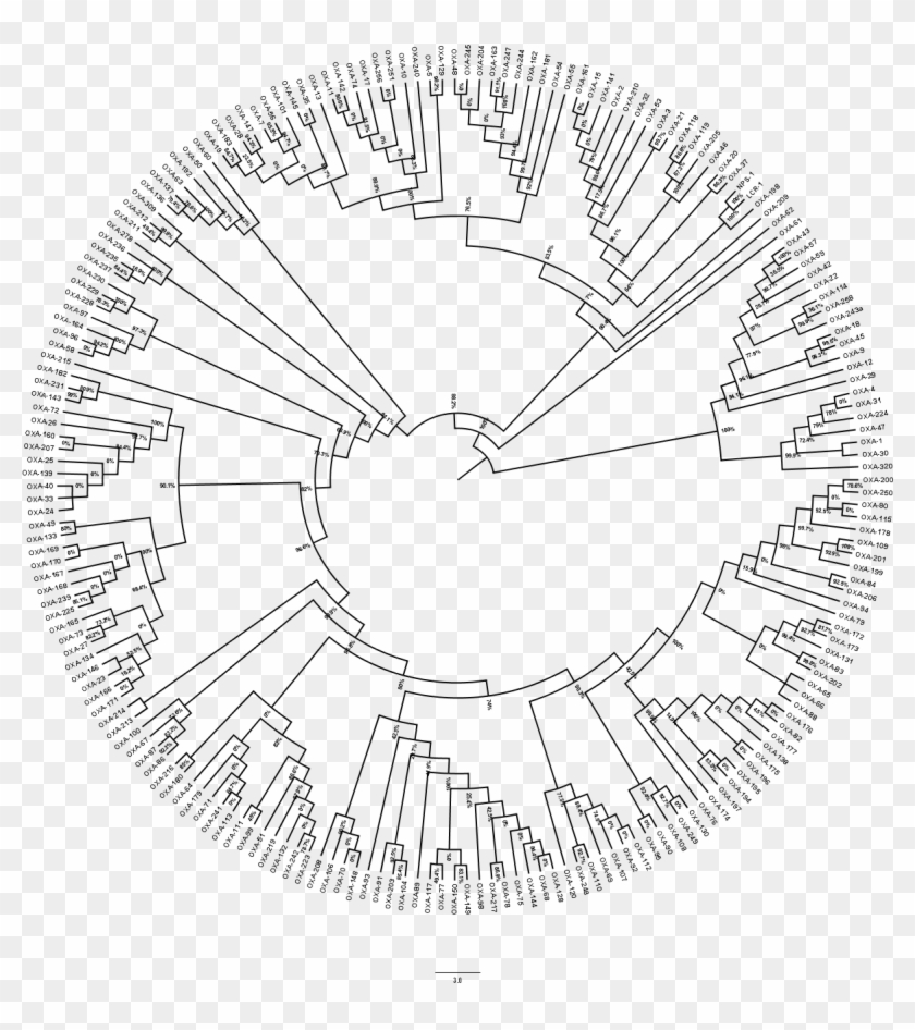 Download This Tree In Png Format - Circle Clipart