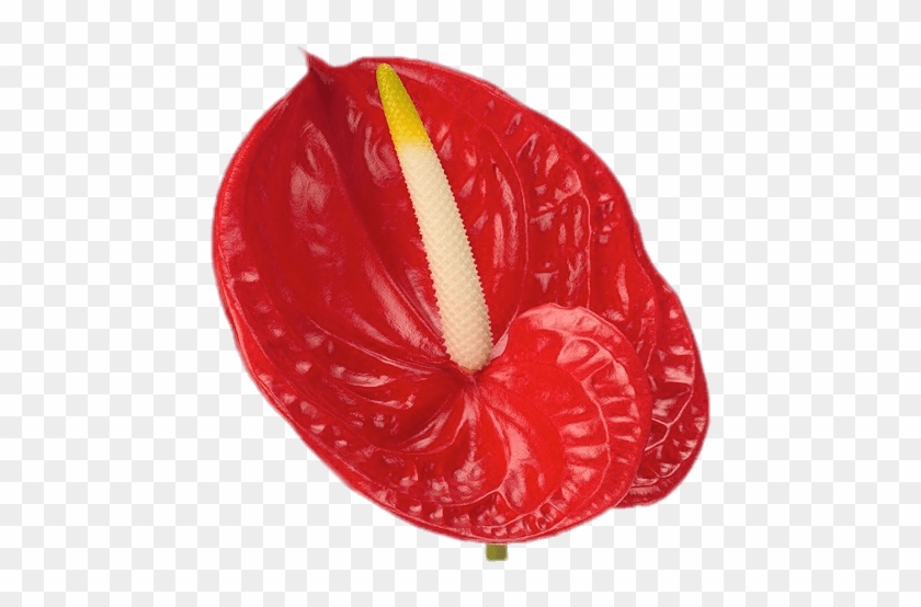 Download - Anthurium Rouge Clipart #5055838