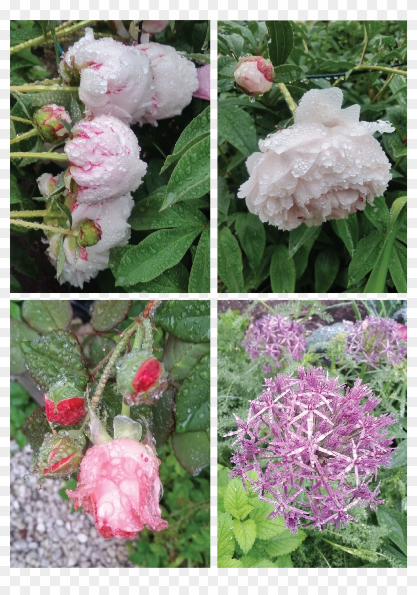 Peonies, Roses And An Allium Heavy With Rain - Artificial Flower Clipart