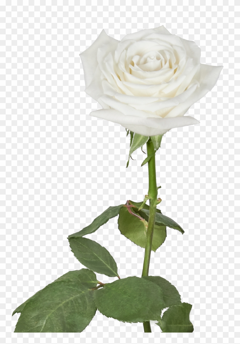 Proud - Garden Roses Clipart