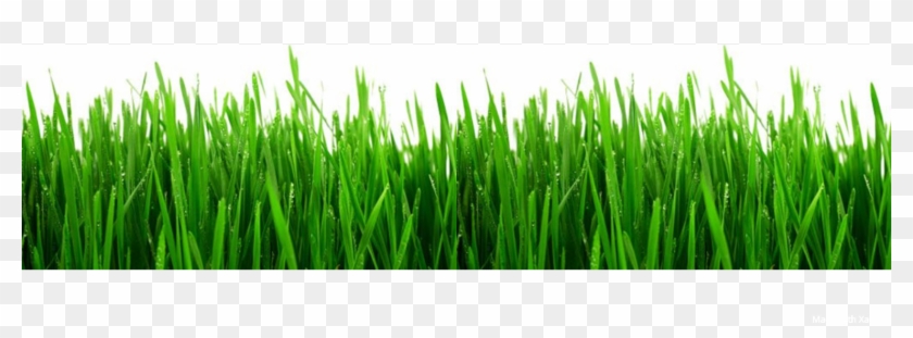 Copyright Protected Waldwick Landscape Co - Sweet Grass Clipart #5057518