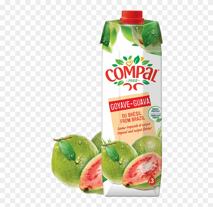 Compal Guava Clipart