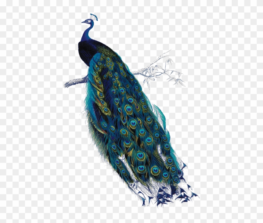 Elegant, Home Cooked Three-course Dinners Round Off - Magenta Peacock Clipart #5058529