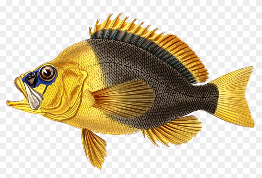 Birthday Gift Greeting & Note Cards Fishing Party - Goldfish Clipart