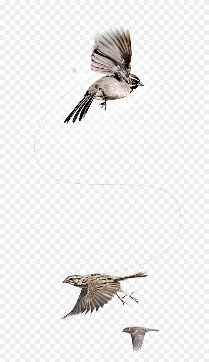 Flying Bird Png - Sparrow Bird Clipart