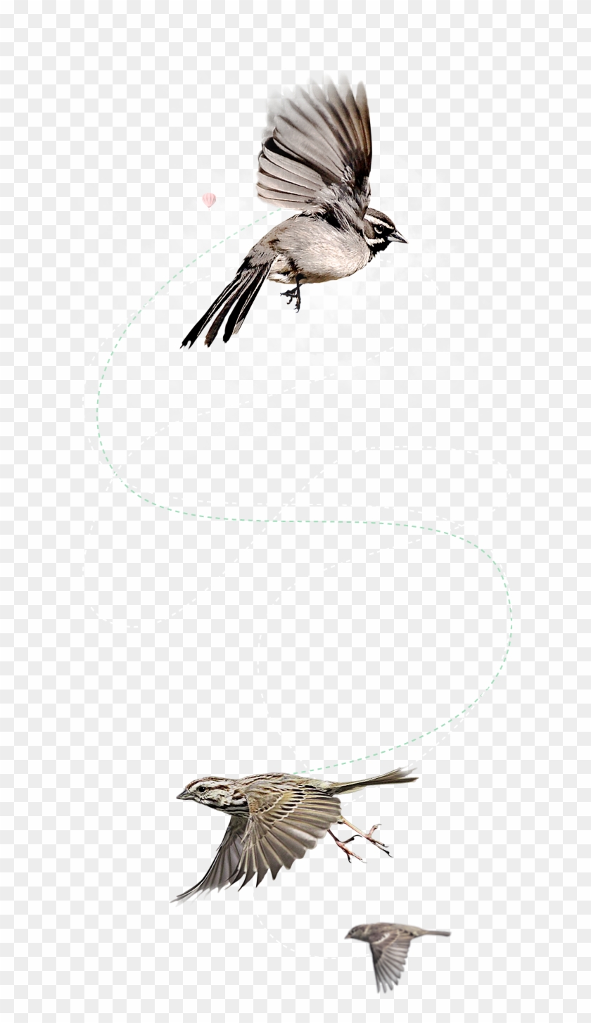 Flying Bird Png - Sparrow Bird Clipart #5059883