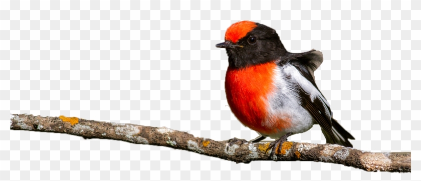 European Swallow Clipart