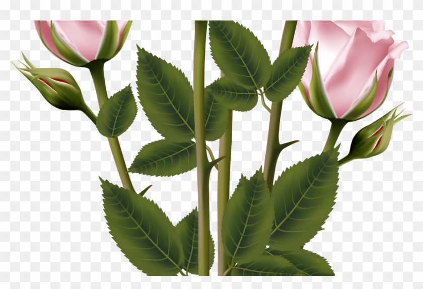 White And Pink Rose Bouquet Transparent Png Clip Art - Evergreen Rose