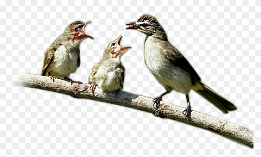 Birds - Lark Clipart