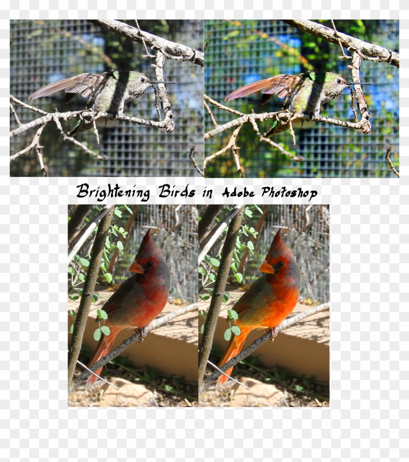 Color Correction In Photoshop - Northern Cardinal Clipart