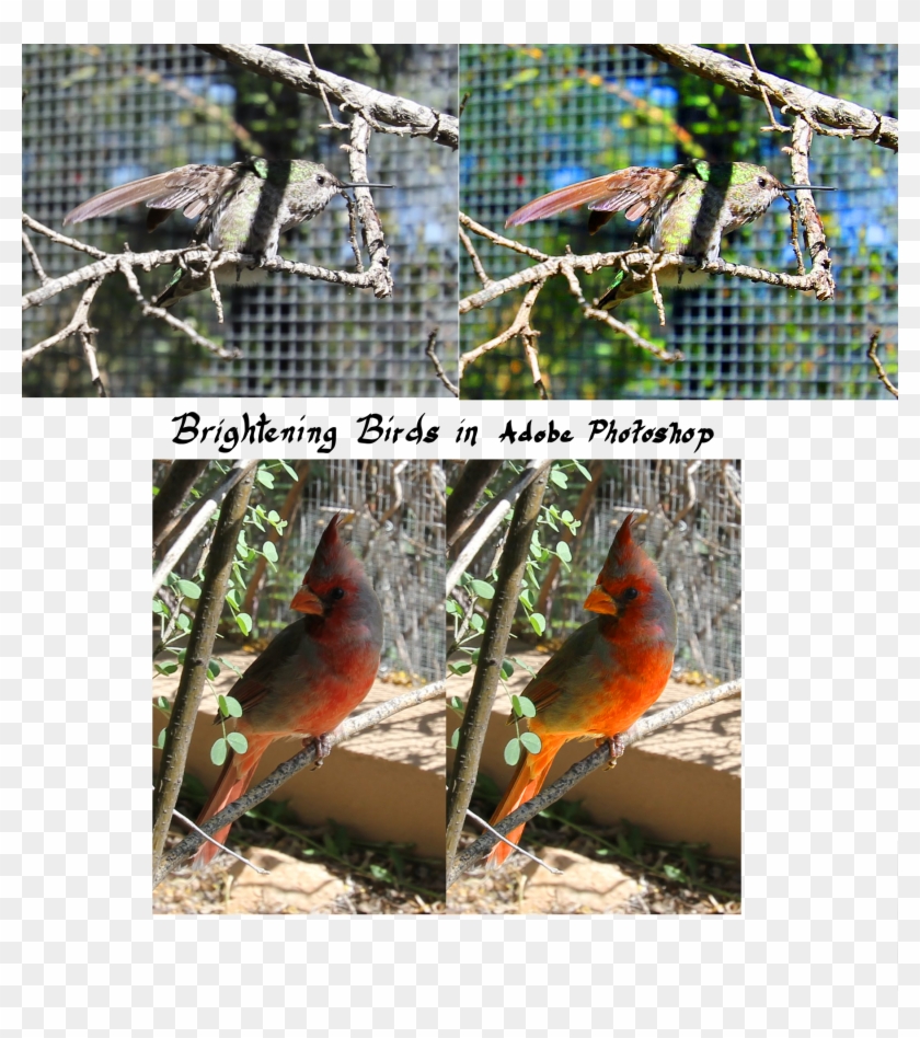 Color Correction In Photoshop - Northern Cardinal Clipart #5062756