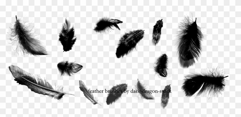 Feather Png Transparent Images Png All - Feather Brush Clipart #5062942
