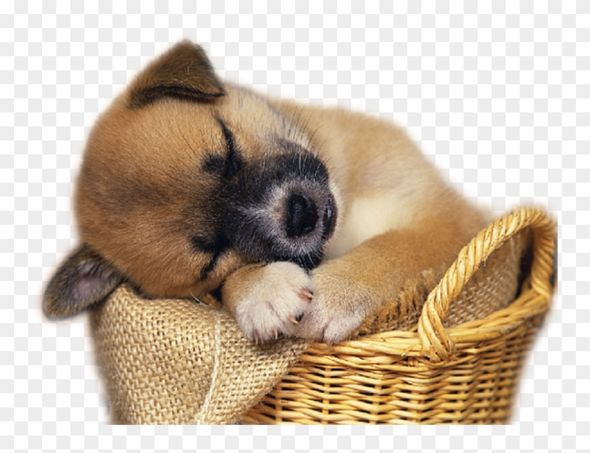 Img010 - Free Clip Art Puppies - Png Download #5064577