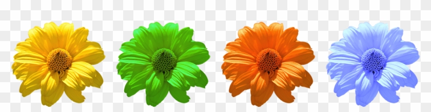 Flower, Flowers, Daisy, Summer - Flores Margaritas Amarillas Png Clipart #5064930
