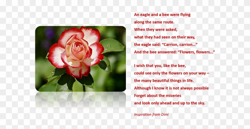 Eagle And Bee Story - Informacion Sobre La Rosa Clipart
