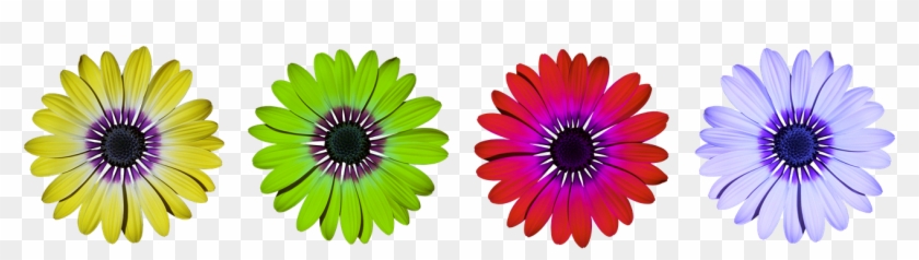 Flower, Flowers, Daisy, Summer - 507 Mechanical Movements Gif Clipart #5065188