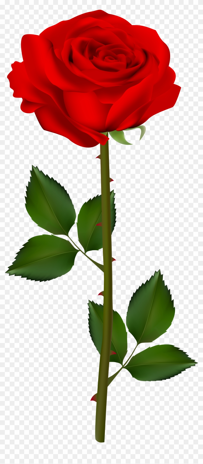 Jpg Black And White Download Gardener Clipart Old - Red Rose With Transparent Background - Png Download #5065564