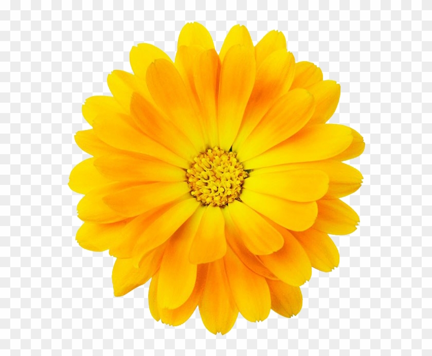 #yellow #bloom #frame #flower #border #flowers #white - Yellow Bloom Flower Png Clipart #5065997