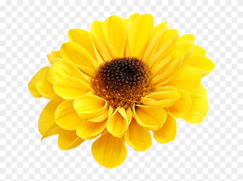 #yellow #bloom #frame #flower #border #flowers #white - Barberton Daisy Clipart