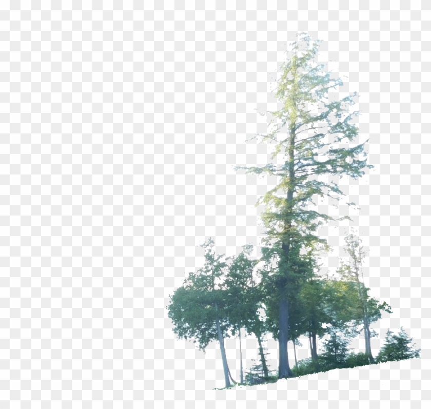 Posted In Photography, Random, Resources, Technology - Red Pine Clipart