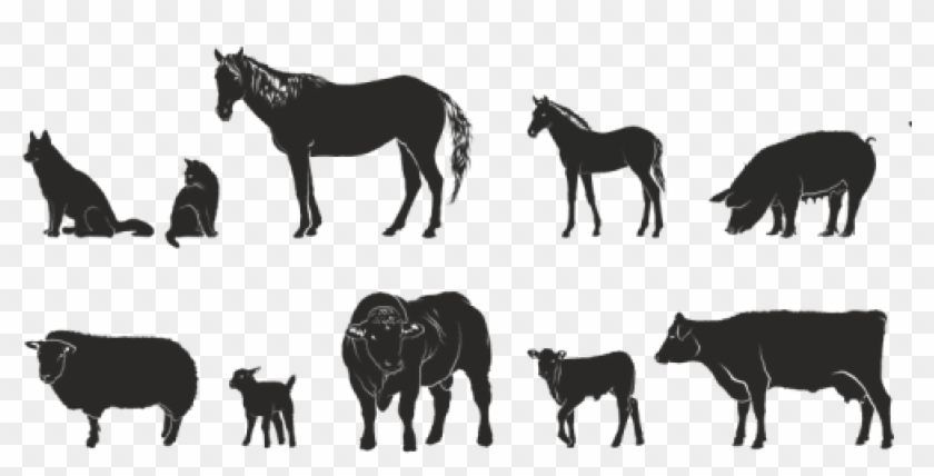 Picture Of 4-h Animals - Animal Agriculture Png Clipart