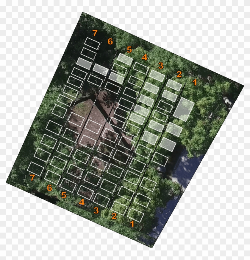 Iv - Grass Clipart #5071969