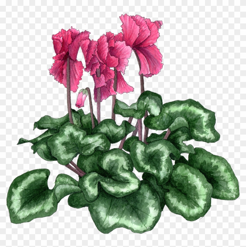 Cyclamen Frilly 300 - Cyclamen Clipart