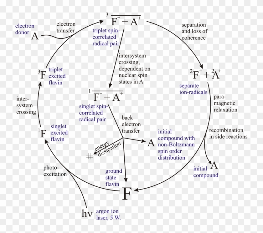 54, 29 July 2005 - Spin Correlated Radical Pair Clipart