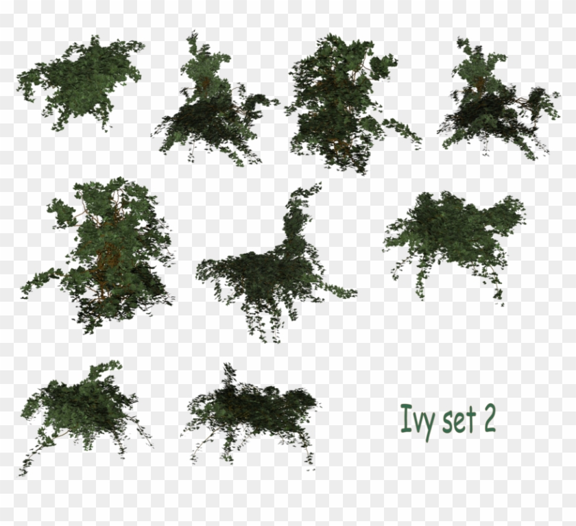 Vine Texture Png Image Freeuse Library - Ivy Top View Png Clipart