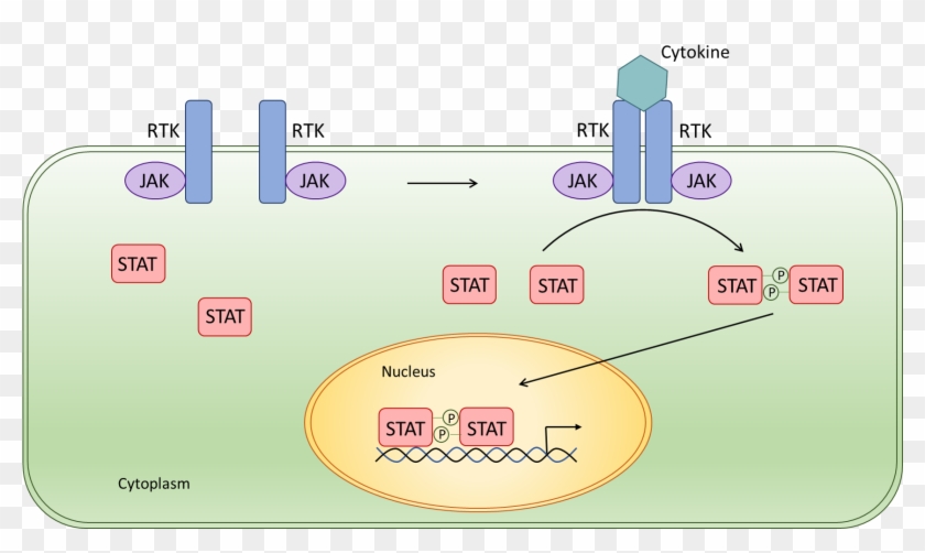 Schematic Jak-stat Signal Pathway - Jak Stat Pathway Macrophage Clipart