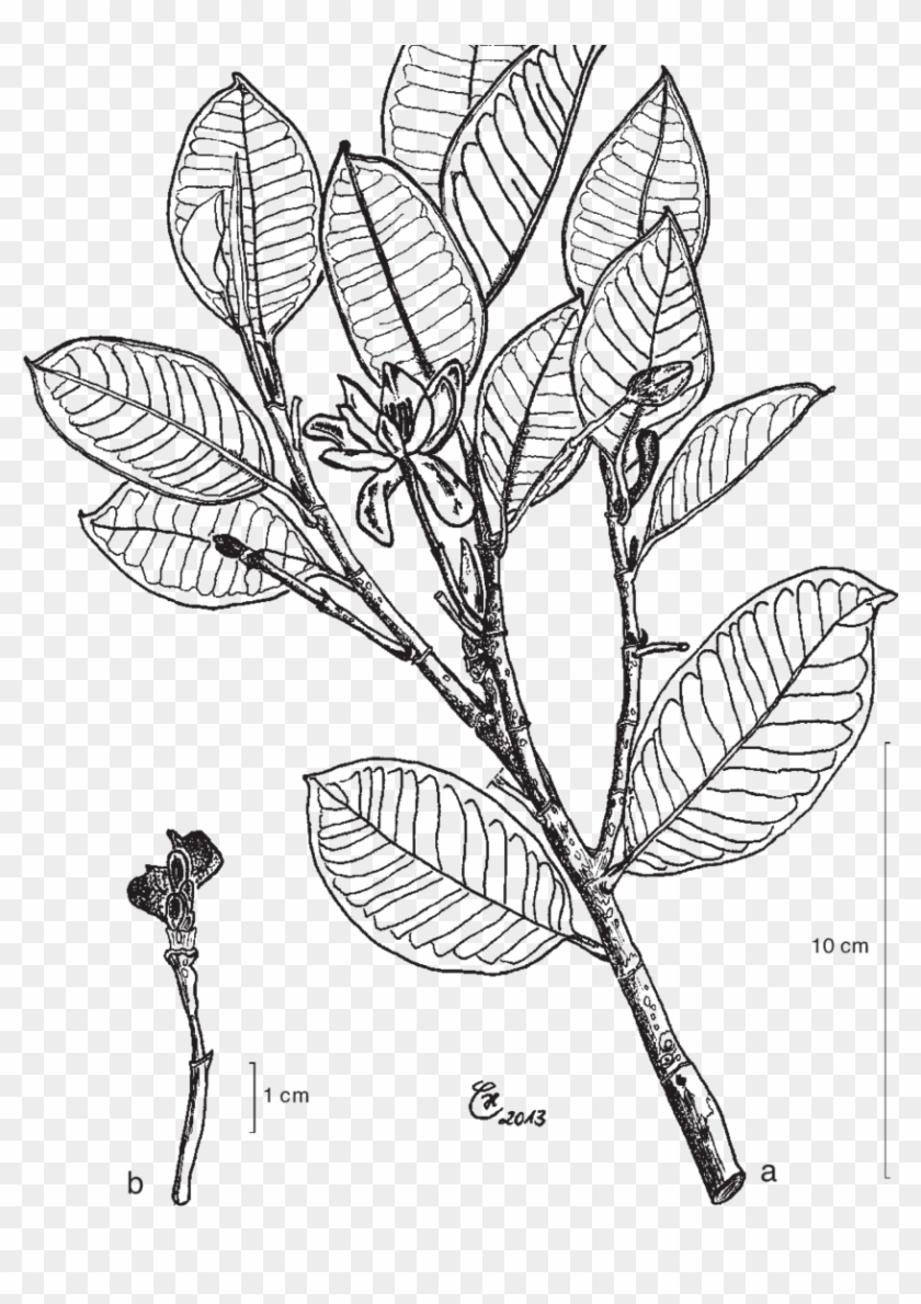 Magnolia Sulawesiana Brambach, Noot - Line Art Clipart #5087244