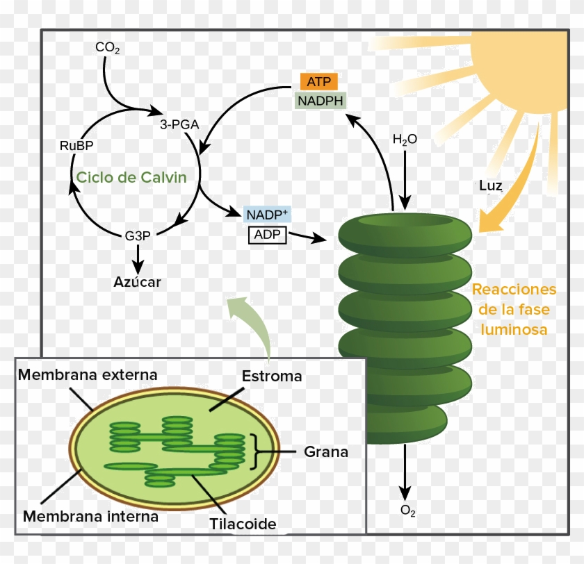 Chloroplast Deutsch Clipart #5087632